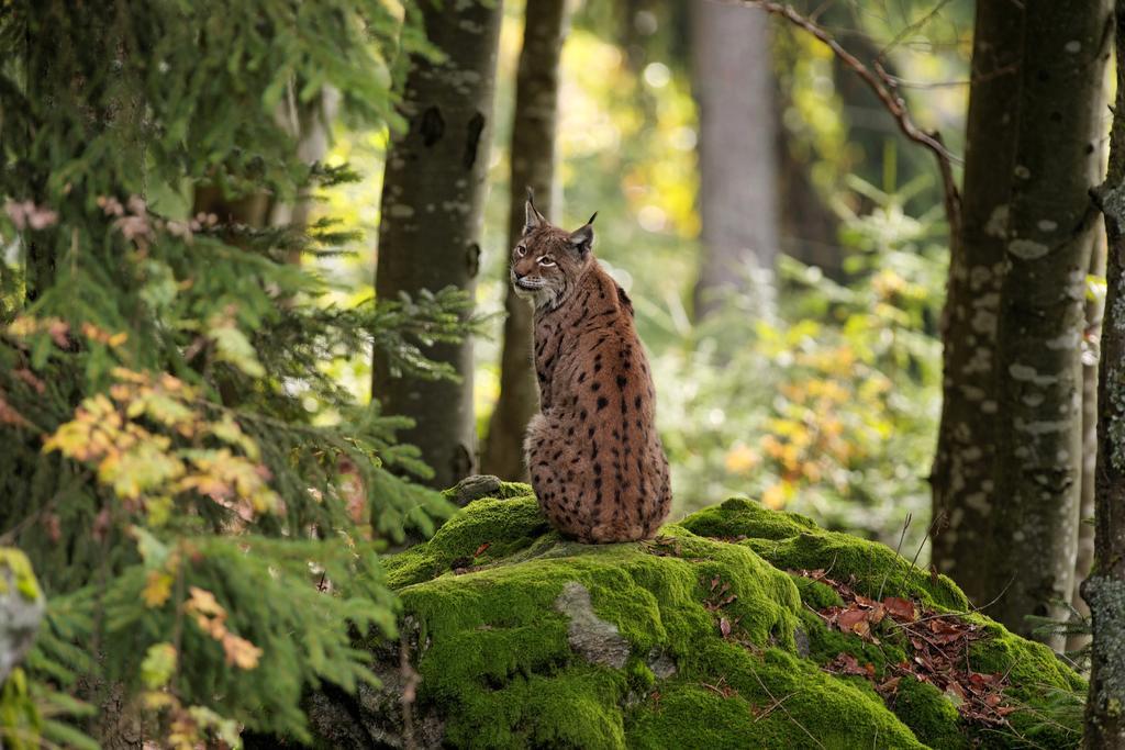 Ferienwohnung Im Landhaus Am Nationalpark Ludwigsthal Экстерьер фото